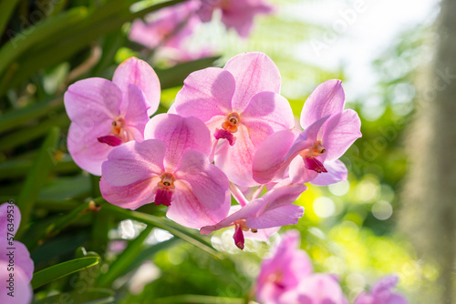 Orchids with fuchsia color with light green background with bokeh