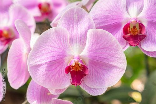 Close up the large magenta and white colored Phalaenopsis orchids in garden.