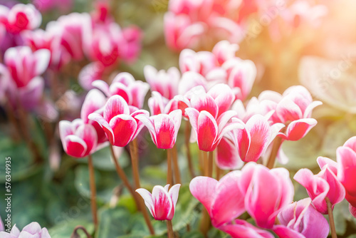 The colorful variegated cyclamen flowers in the garden. photo