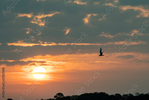 Tern Hovers at Sunset