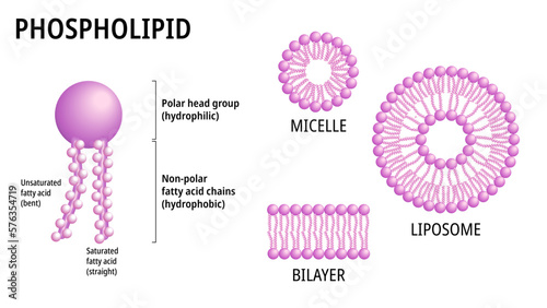 Structure of Phospholipid Molecule in Liposome, Micelle and Bilayer - Medical Vector Illustration