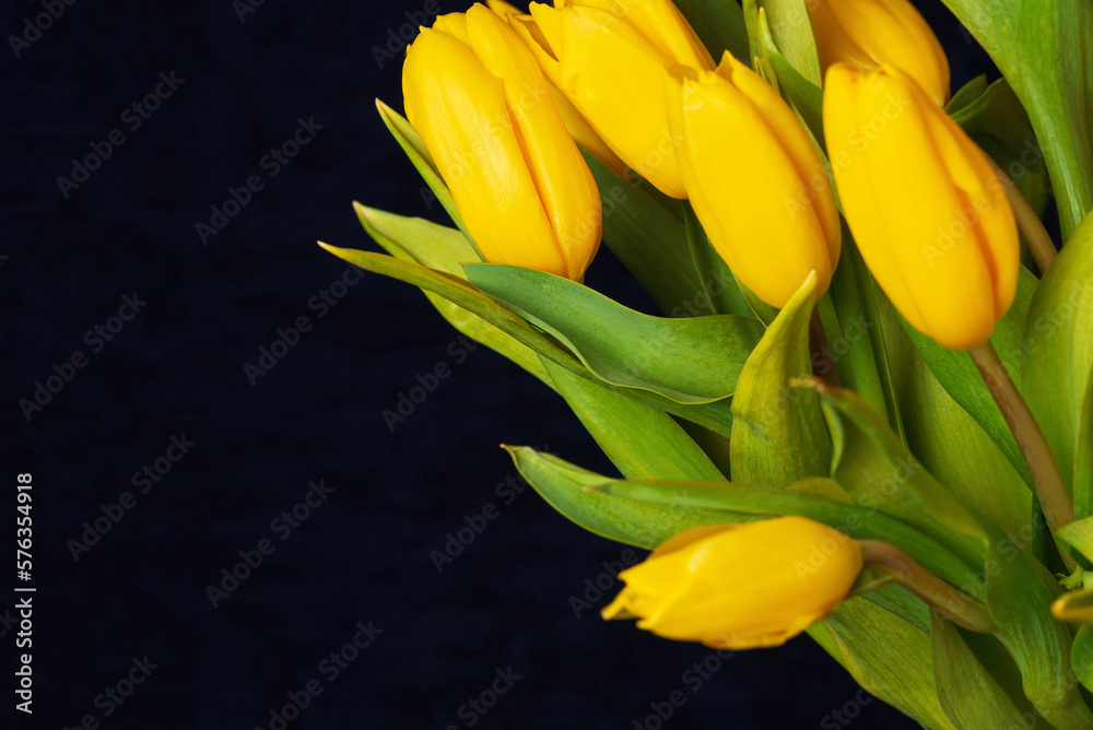 Obraz premium Several yellow tulips and fabric for text and decoration