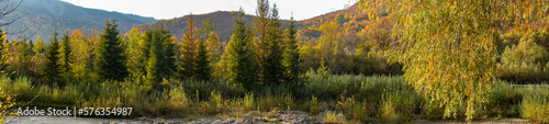 Panorama of a spruce forest in the mountains near the river