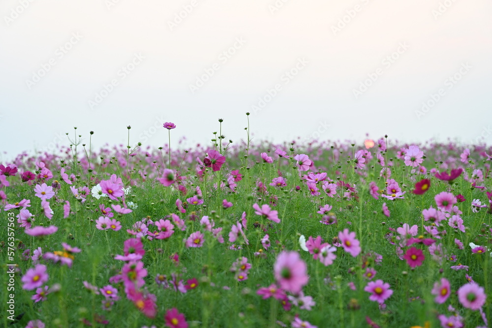 Beautiful Mexican Daisy or cosmos fields, Light pink, pink,purple, pinkish white has fragile petals of various colors that bloom in the sunlit garden. Scientific name: Cosmos bipinnatus Cav.
