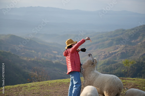 A female tourist wearing a bright orange duck down coat wearing yellow hat is feeding (sliced ​​carrots) to a large sheep in a farm. Sheep look up to eat from hand woman. Sheep on meadow at Doi chang. photo