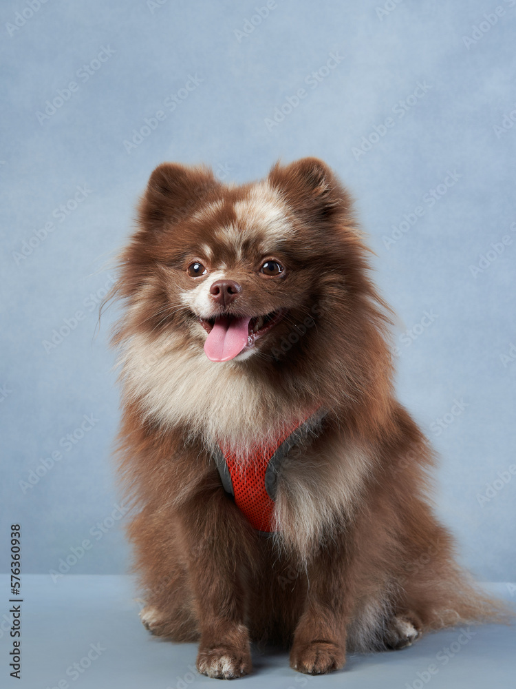 Obraz premium chocolate fluffy dog on a blue background. Pomeranian portrait in studio