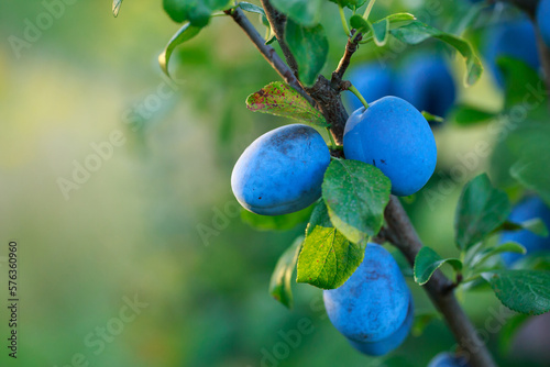 Beautiful branch of ripe plums