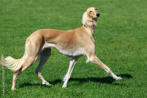 The dog breed Azawakh