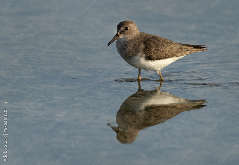 Closuep of a Temminck's stint at Asker marsh, Bahrain Closuep of a Temminck's stint at Asker marsh, Bahrain