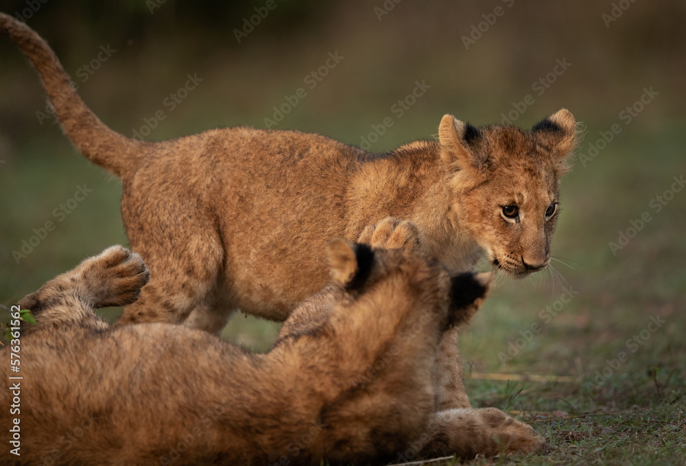 Fototapeta premium Lion cubs playing in the morning at Masai Mara, Kenya