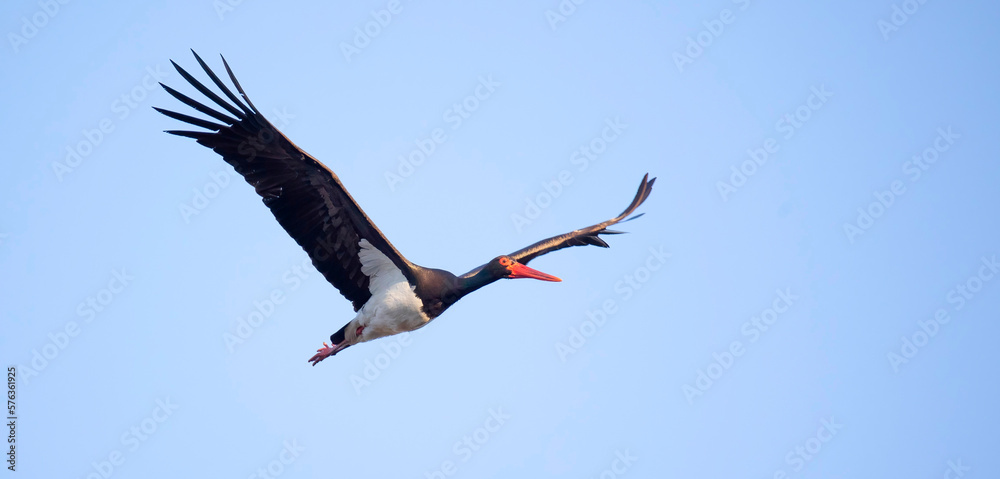 Obraz premium Black stork ciconia flies across the blue sky to hunt.