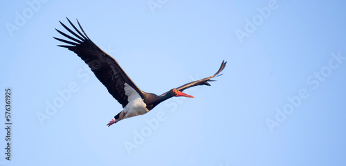 Black stork ciconia flies across the blue sky to hunt.