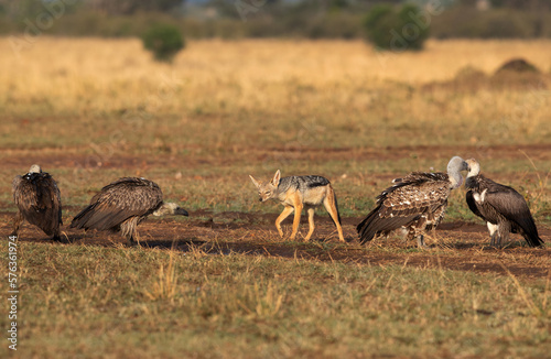 A black-backed jackal in mid of  Ruppells Griffon Vultures at Masai Mara., Kenya photo