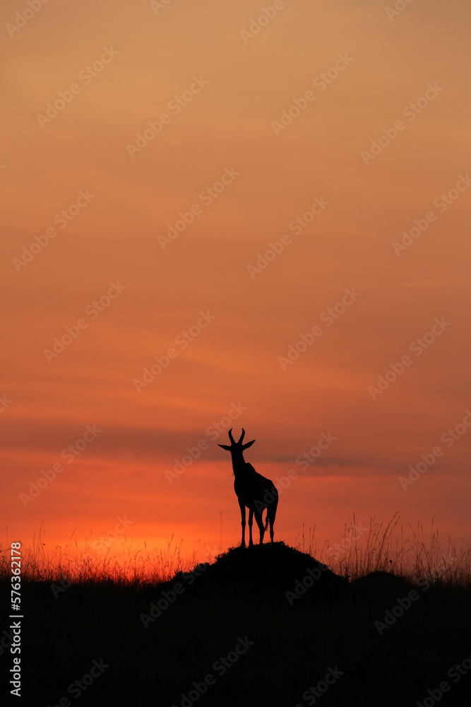 Silhouette of Topi on a mound during sunrise at Masai Mara, Kenya