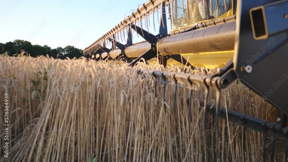 Close up blades of combine spinning and cutting yellow ears of wheat. Grain harvester riding through rural and gathering crop of ripe barley. Bright light of sunset illuminates grain field. Slow mo