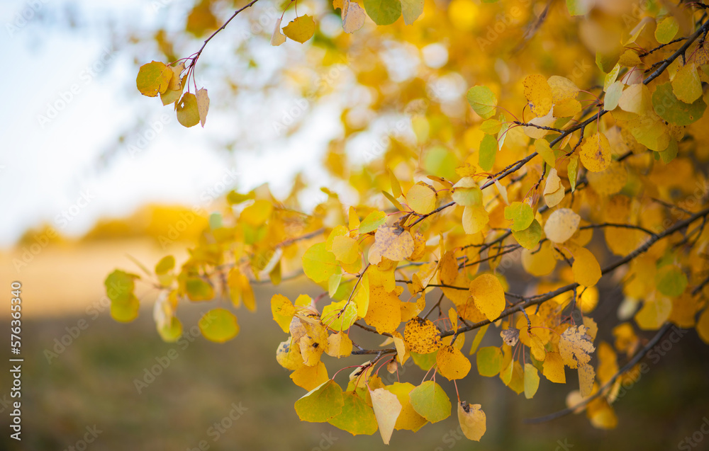 Obraz premium Beautiful autumn landscape with yellow trees and sun. Colorful foliage in nature. Leaves shining in the light of the sun natural background.