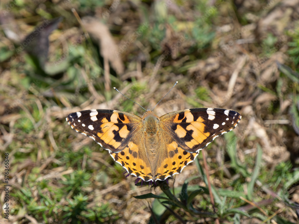 Painted Lady Butterfly Resting on the Ground Painted Lady Butterfly Resting on the Ground