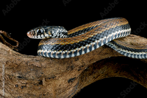Close up photo of a The painted keelback (Xenochrophis cerasogaster) photo