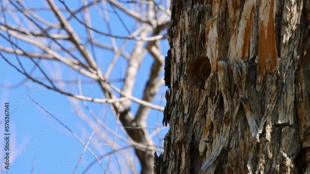 Woodpecker Entering In Tree Hole On Sunny Day - Arvada, Colorado Woodpecker Entering In Tree Hole On Sunny Day - Arvada, Colorado