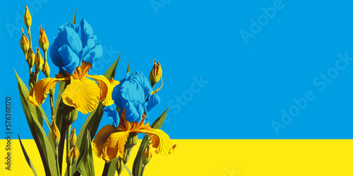 Yellow-blue iris flowers. Vector illustration.