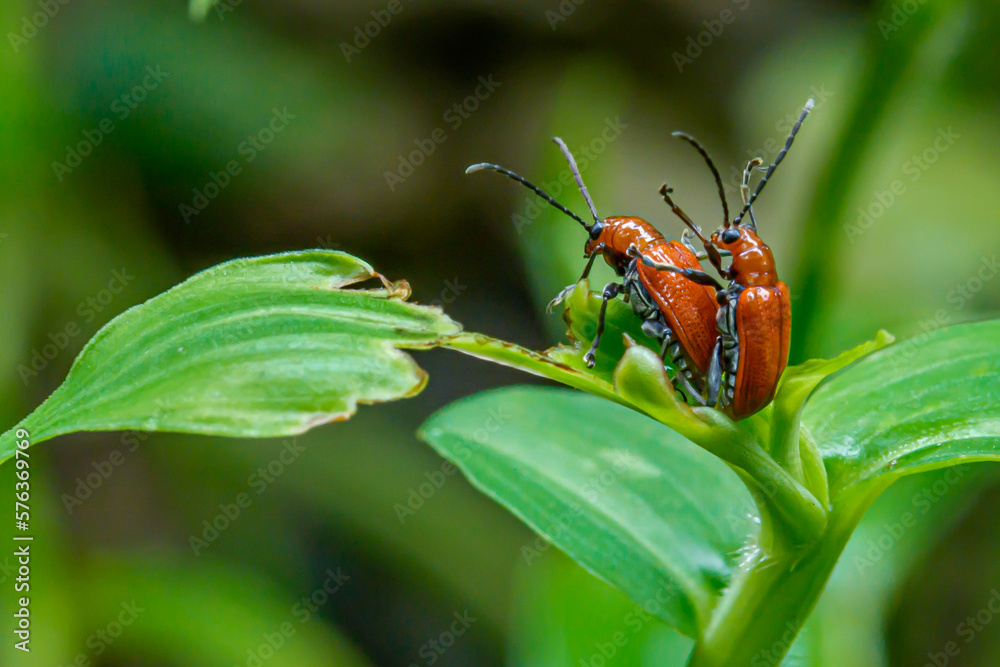 close portrait of scarlet lily beetles matting on green leaves close portrait of scarlet lily beetles matting on green leaves