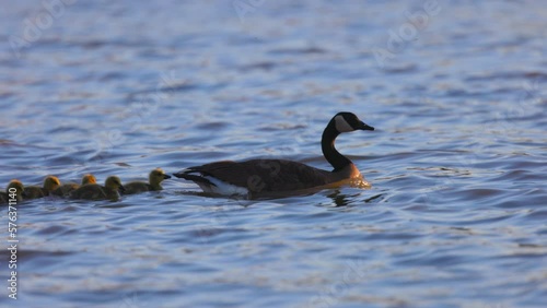 Slow Motion Shot Of Canada Goose And Baby Geese Swimming Together In Wavy Lake - Arvada, Colorado photo