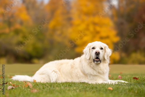 Side view of a golden retriver lying on the grass in autumn