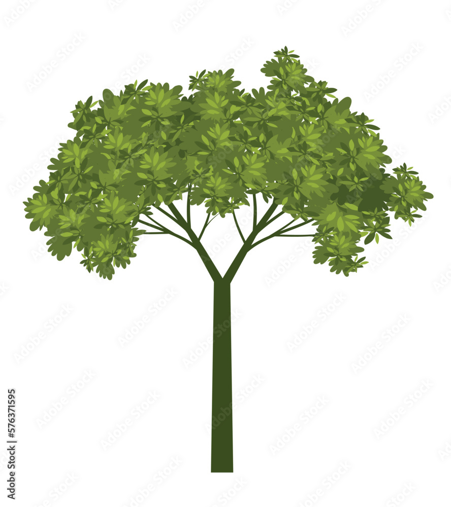 Fototapeta premium Green Tree Isolated. Plant and Vector Illustration.