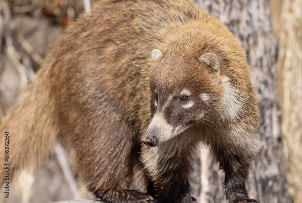 Cute White Nosed Coatimundi in the Chiricahua National Monument in Southern Arizona Cute White Nosed Coatimundi in the Chiricahua National Monument in Southern Arizona