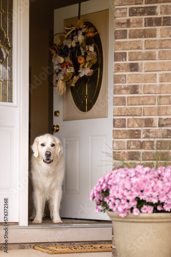 A golden retriever standing in the doorway of his home