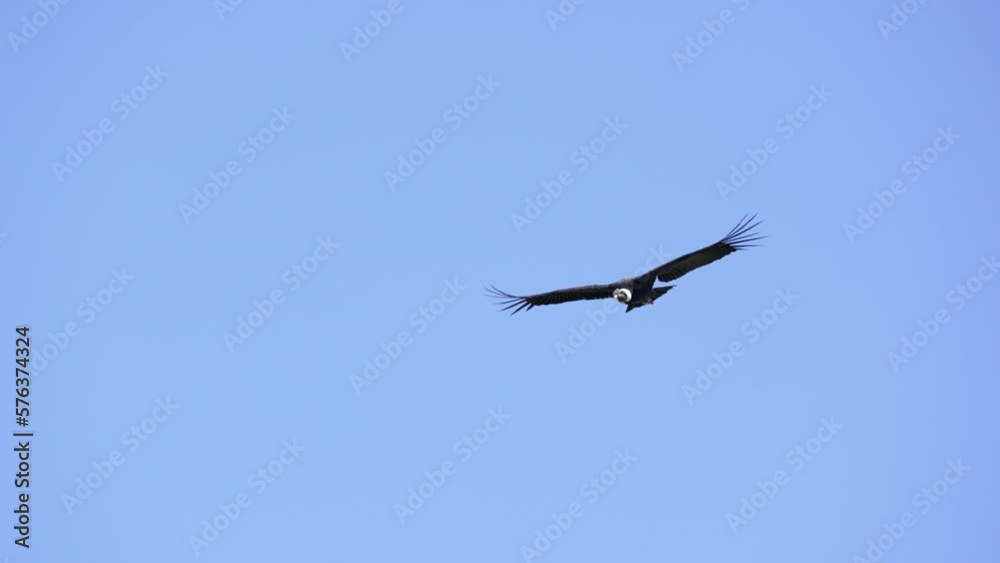Andean Condor (Vultur gryphus) with adult plumage flying over the Andes mountains with blue sky. Slow motion.