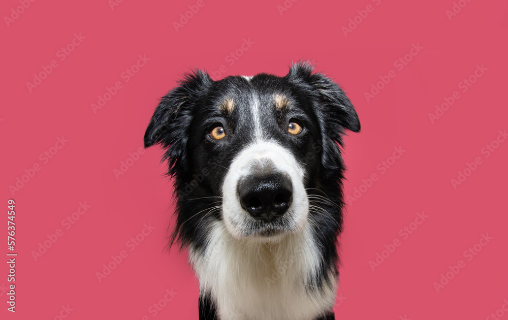 serious and attentive border collie dog looking at camera. Isolated on pink backgorund