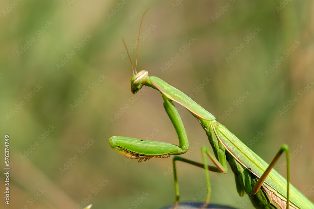 Praying mantis in natural environment close-up.