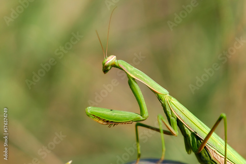 Praying mantis in natural environment close-up.