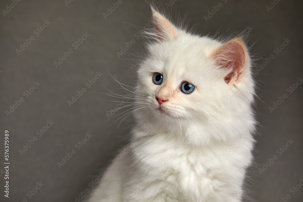 A small fluffy white kitten on a gray background, the kitten looks to the side while sitting on a gray background close-up