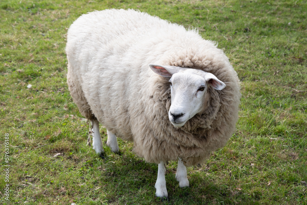 one fat white sheep with thick white wool stands on green grass, a four-legged one fat white sheep with thick white wool stands on green grass, a four-legged
