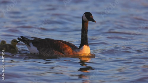 Slow Motion Shot Of Cute Goslings And Parents Swimming Together In Wavy Lake - Arvada, Colorado photo