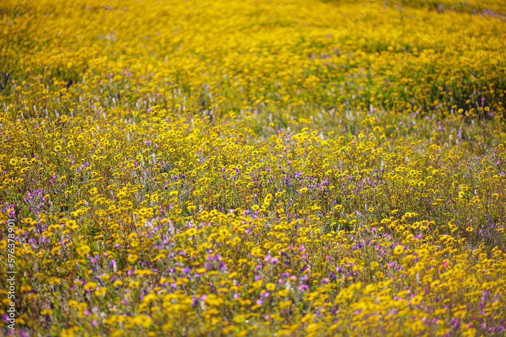 Obraz premium Beautiful spring yellow meadow
