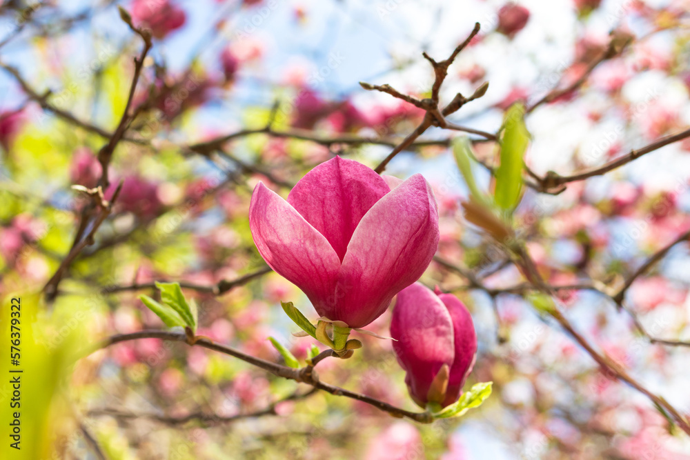 Beautiful blooming pink magnolia tree on spring day. Selective focus