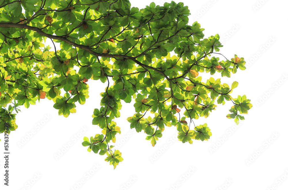 Green leaves and branches on transparent background png file. Stock ...