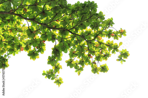 Green leaves and branches on transparent background png file.