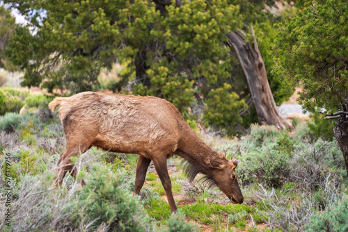 Grazing Elk at Grand Canyon National Park
