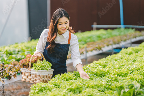 Female hydroponic garden owner harvesting fresh organic salad in the greenhouse vegetable garden.Check the quality of vegetables and record the growth of hydroponic vegetables.