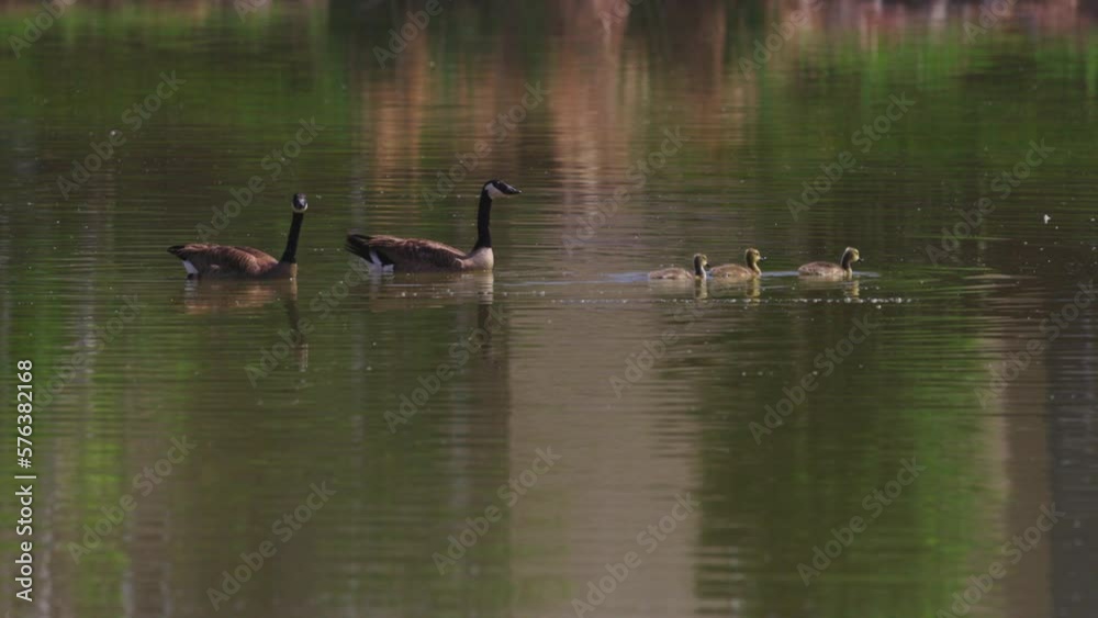 Slow Motion Shot Of Cute Family Of Canada Goose Swimming Together On Lake - Arvada, Colorado Slow Motion Shot Of Cute Family Of Canada Goose Swimming Together On Lake - Arvada, Colorado