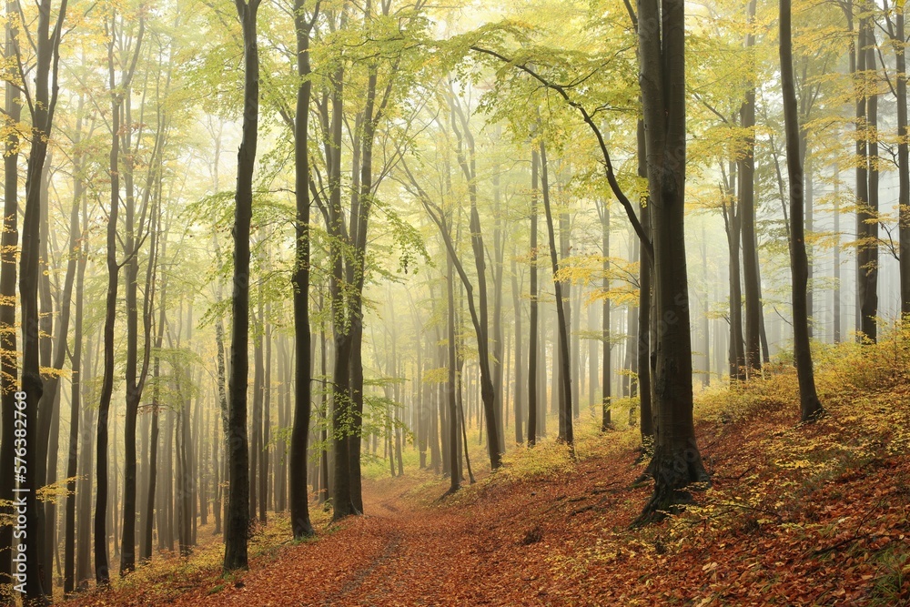 Autumn beech forest on a rainy, foggy weather, Poland