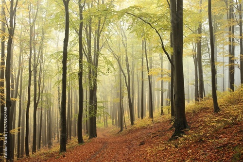 Autumn beech forest on a rainy, foggy weather, Poland