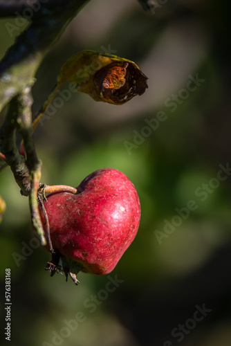 Pomme en forme de coeur