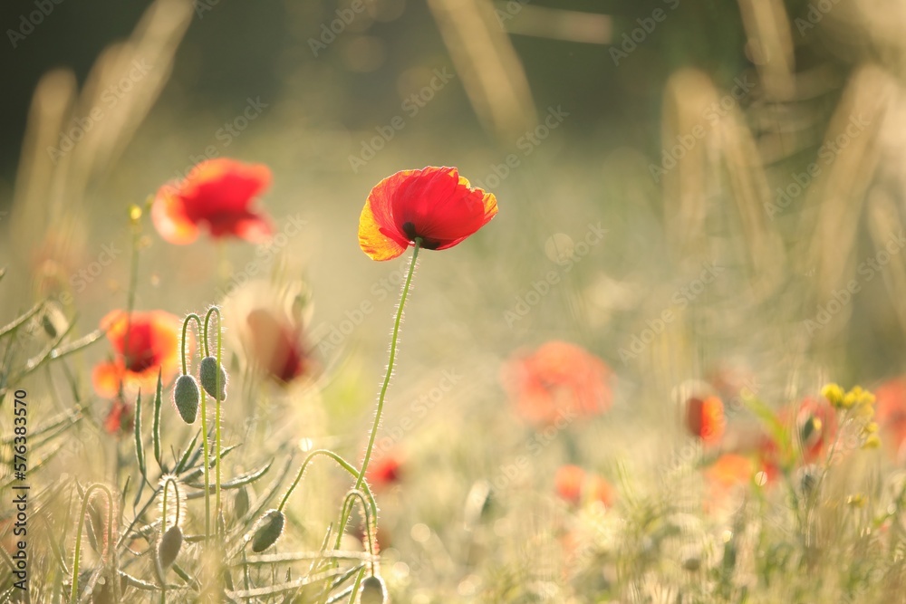 Obraz premium Poppy in the field at dawn
