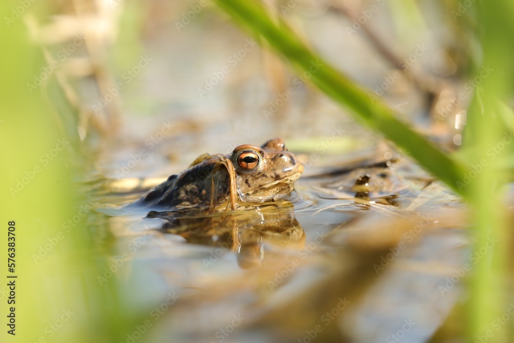 Frog in a pond during mating season on a sunny spring morning