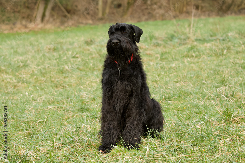 Front view of a beautiful sitting black giant Schnauzer looking away in a field with a forest in the background.